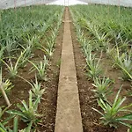 Quinta Velha Das Amoreiras