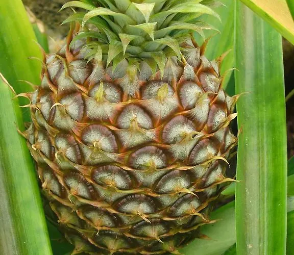 Qva - Quinta Velha Amoreiras Farm stay *