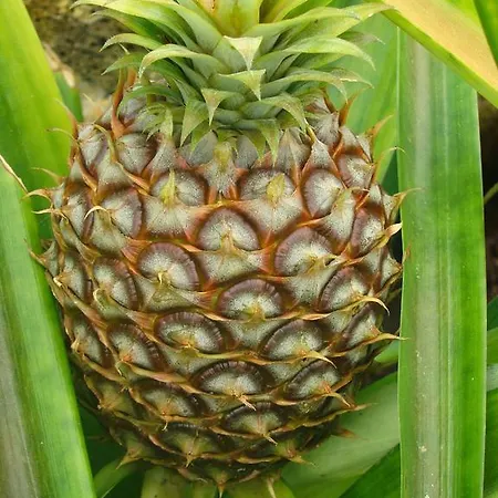 Qva - Quinta Velha Amoreiras Фермерский дом *