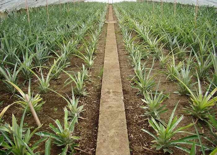 Qva - Quinta Velha Amoreiras